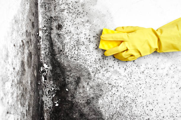 Best Black Mold Removal  in Jay, OK