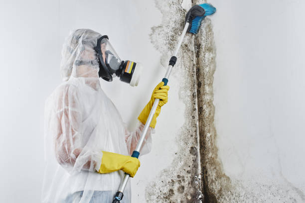 Best Toxic Mold Removal  in Jay, OK