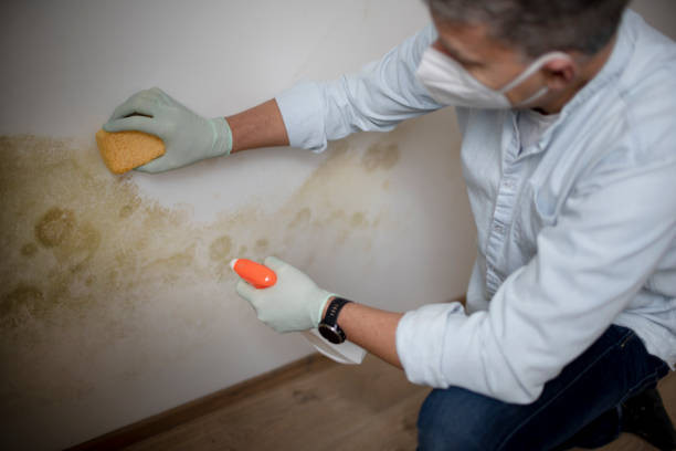 Best Certified Mold Removal  in Jay, OK