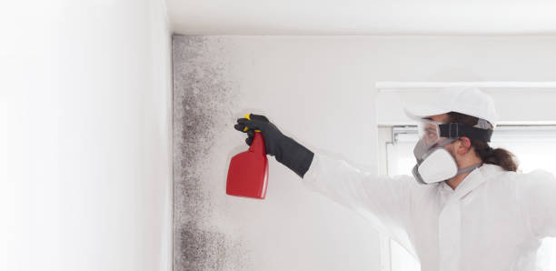 Best Mold Damage Repair  in Jay, OK