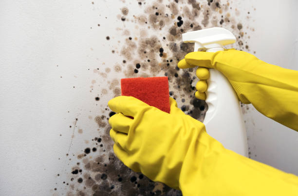 Best Residential Mold Removal  in Jay, OK