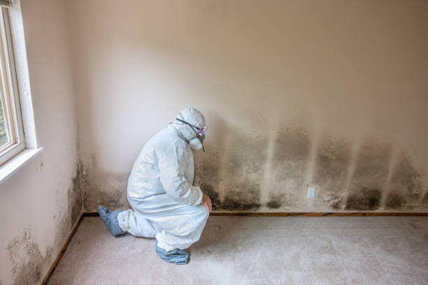 Best Local Mold Removal Service  in Jay, OK