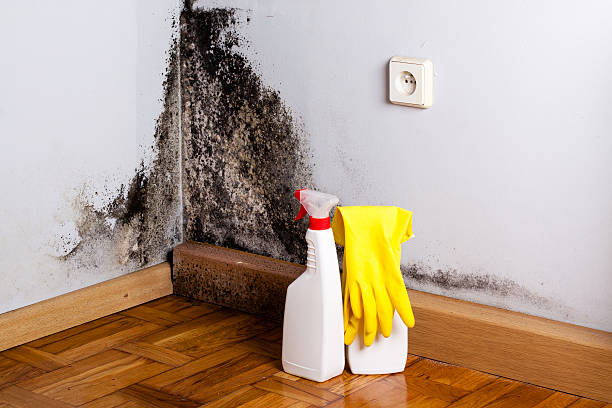 Best Office Mold Removal Services  in Jay, OK